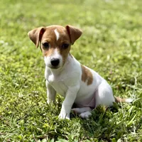 Tanny, a female Jack Russell Terrier for sale in Fort Pierce, FL – Photo 2 of 9
