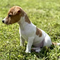 Tanny, a female Jack Russell Terrier for sale in Fort Pierce, FL – Photo 3 of 9