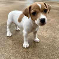 Tanny, a female Jack Russell Terrier for sale in Fort Pierce, FL – Photo 6 of 9