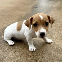 Tanny, a female Jack Russell Terrier for sale in Fort Pierce, FL – Photo 8 of 9