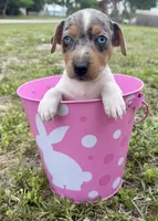 Indigo, a female Jack Russell Terrier for sale in Fort Pierce, FL – Photo 2 of 10