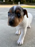 Indigo, a female Jack Russell Terrier for sale in Fort Pierce, FL – Photo 10 of 10