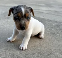 Indigo, a female Jack Russell Terrier for sale in Fort Pierce, FL – Photo 8 of 10
