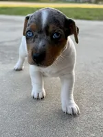 Indigo, a female Jack Russell Terrier for sale in Fort Pierce, FL – Photo 6 of 10