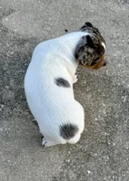 Indigo, a female Jack Russell Terrier for sale in Fort Pierce, FL – Photo 9 of 10