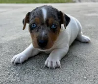Indigo, a female Jack Russell Terrier for sale in Fort Pierce, FL – Photo 7 of 10