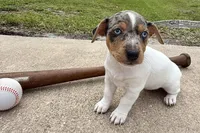 Indigo, a female Jack Russell Terrier for sale in Fort Pierce, FL – Photo 5 of 10