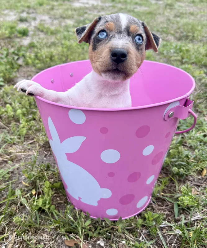 Indigo, a female Jack Russell Terrier for sale in Fort Pierce, FL – Photo 1 of 10