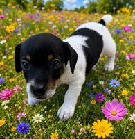 Raven, a female Jack Russell Terrier for sale in Fort Pierce, FL – 2 of 6