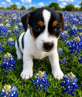 Domino, a male Jack Russell Terrier for sale in Fort Pierce, FL – 1 of 5