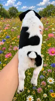 Raven, a female Jack Russell Terrier for sale in Fort Pierce, FL – 3 of 6