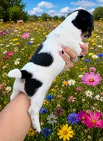 Raven, a female Jack Russell Terrier for sale in Fort Pierce, FL – 6 of 6