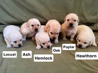 Magnolia, a female Labrador Retriever for sale in Clifford, MI – 5 of 10