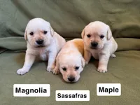 Magnolia, a female Labrador Retriever for sale in Clifford, MI – 4 of 10