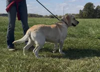 Magnolia, a female Labrador Retriever for sale in Clifford, MI – 8 of 10