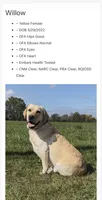 Locust, a male Labrador Retriever for sale in Clifford, MI – 4 of 4