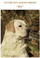 Magnolia, a female Labrador Retriever for sale in Clifford, MI – 7 of 10