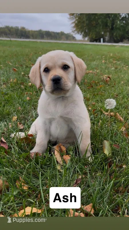 Ash – Labrador Retriever puppy for sale in Clifford, MI