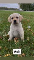 Ash, a male Labrador Retriever for sale in Clifford, MI – 1 of 2