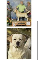 Magnolia, a female Labrador Retriever for sale in Clifford, MI – 6 of 10