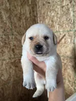 Magnolia, a female Labrador Retriever for sale in Clifford, MI – 2 of 10