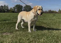 Magnolia, a female Labrador Retriever for sale in Clifford, MI – 10 of 10