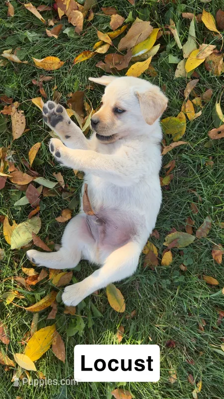 Locust – Labrador Retriever puppy for sale in Clifford, MI