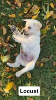 Locust, a male Labrador Retriever for sale in Clifford, MI – 1 of 4