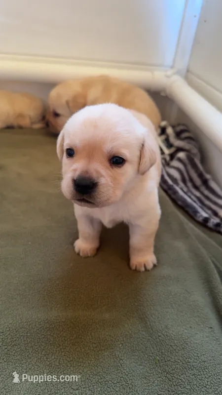Magnolia – Labrador Retriever puppy for sale in Clifford, MI