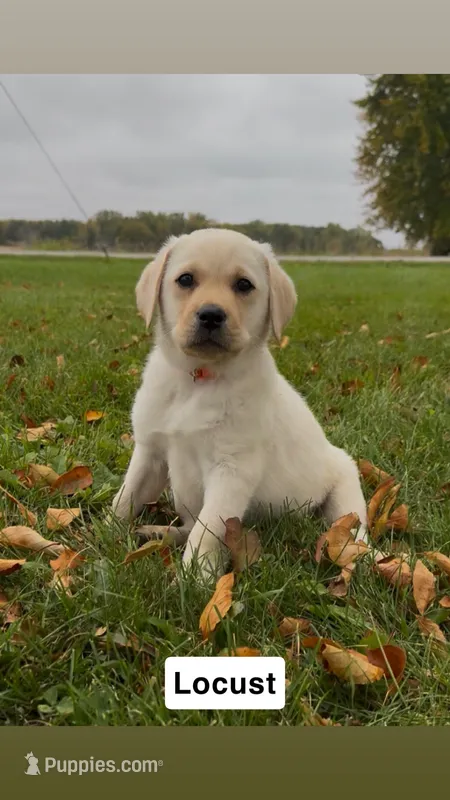 Locust – Labrador Retriever puppy for sale in Clifford, MI