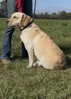 Magnolia, a female Labrador Retriever for sale in Clifford, MI – 9 of 10