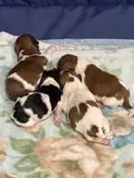 Baby shihtzu , a male Shih Tzu for sale in Buford, GA – Photo 6 of 6