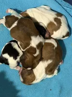 Baby shihtzu , a male Shih Tzu for sale in Buford, GA – Photo 2 of 6