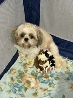 Baby shihtzu , a male Shih Tzu for sale in Buford, GA – Photo 5 of 6