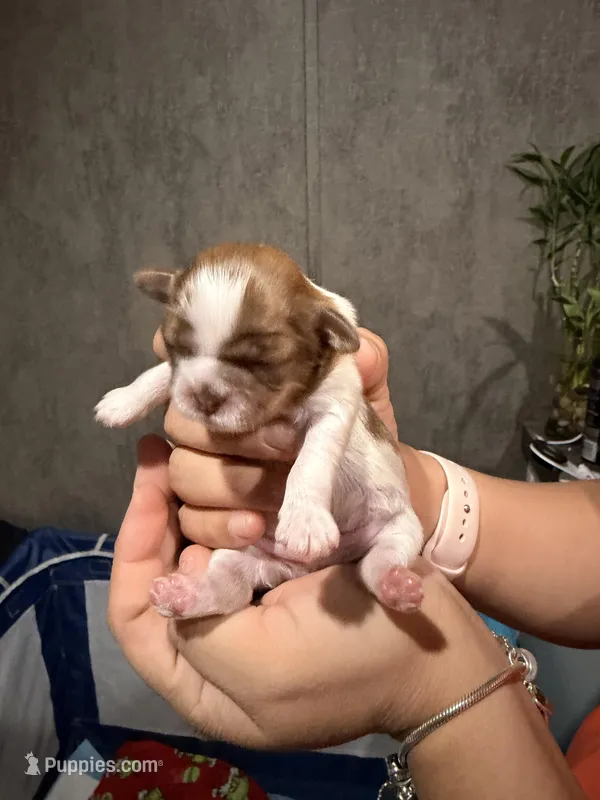 Baby shihtzu  – Shih Tzu puppy for sale in Buford, GA