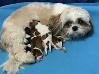 Baby shihtzu , a male Shih Tzu for sale in Buford, GA – Photo 3 of 6