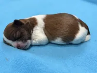 Baby shihtzu , a male Shih Tzu for sale in Buford, GA – Photo 4 of 6