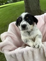 Girl D, a female Australian Cattle Dog and Australian Shepherd for sale in Frankfort, IN – 4 of 7