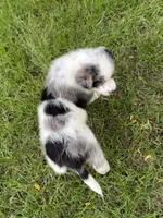 Boy B, a male Australian Cattle Dog and Australian Shepherd for sale in Frankfort, IN – 4 of 6