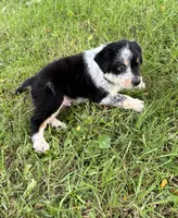 Boy A, a male Australian Cattle Dog and Australian Shepherd for sale in Frankfort, IN – 8 of 10