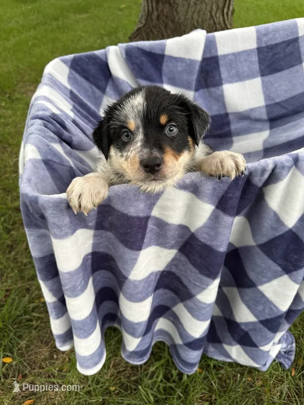Boy A – Australian Cattle Dog, Australian Shepherd puppy for sale in Frankfort, IN