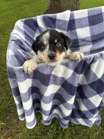 Boy A, a male Australian Cattle Dog and Australian Shepherd for sale in Frankfort, IN – 1 of 10