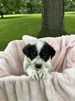 Girl D, a female Australian Cattle Dog and Australian Shepherd for sale in Frankfort, IN – 1 of 7