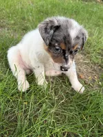 Girl B, a female Australian Cattle Dog and Australian Shepherd for sale in Frankfort, IN – 6 of 6