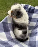 Boy B, a male Australian Cattle Dog and Australian Shepherd for sale in Frankfort, IN – 2 of 6