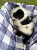 Boy D, a male Australian Cattle Dog and Australian Shepherd for sale in Frankfort, IN – 2 of 7