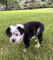 Boy C, a male Australian Cattle Dog and Australian Shepherd for sale in Frankfort, IN – 4 of 6
