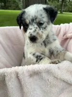 Girl A, a female Australian Cattle Dog and Australian Shepherd for sale in Frankfort, IN – 2 of 6