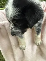 Girl C, a female Australian Cattle Dog and Australian Shepherd for sale in Frankfort, IN – 4 of 6