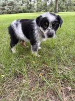Girl C, a female Australian Cattle Dog and Australian Shepherd for sale in Frankfort, IN – 6 of 6